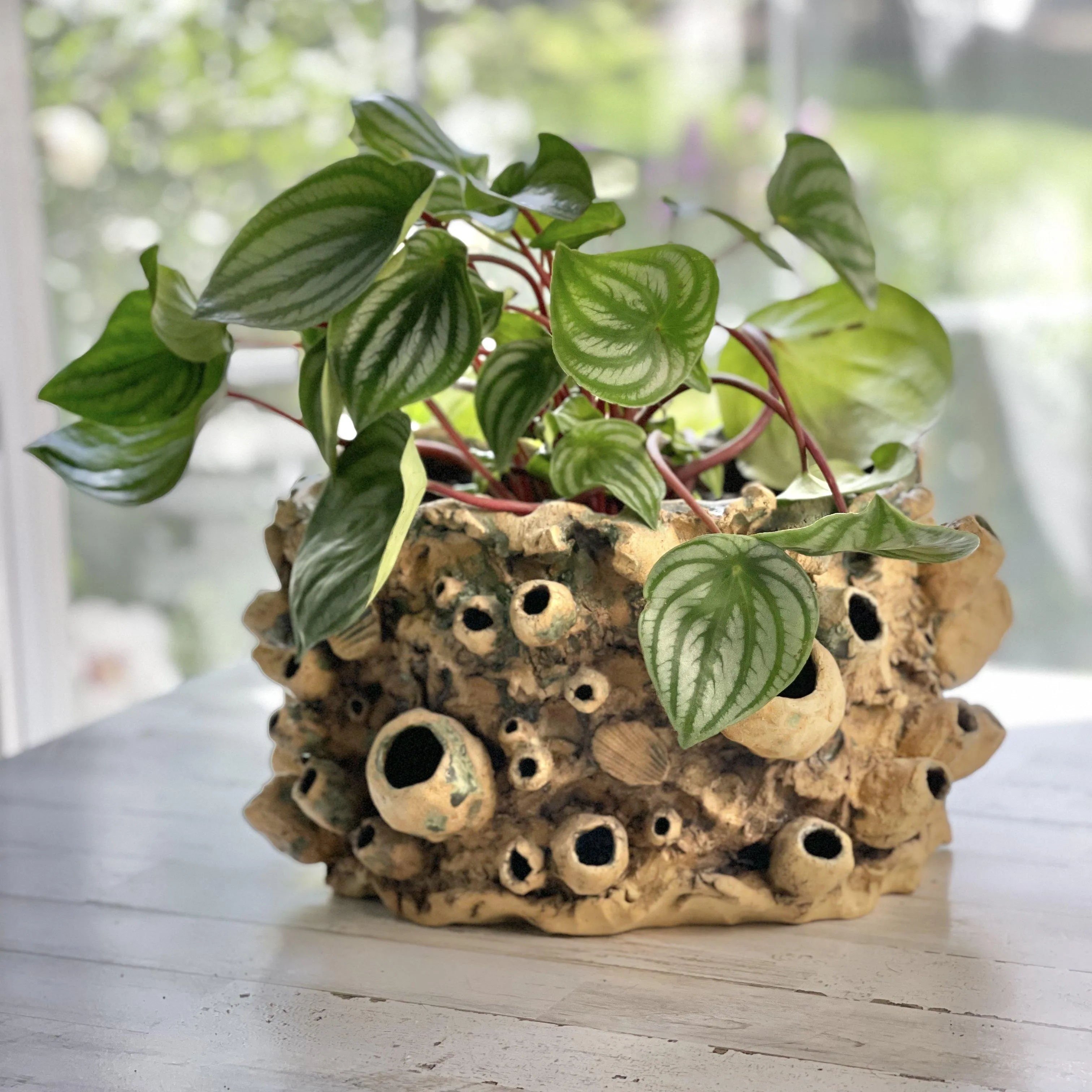 Large Barnacle Sculpture/ Planter - Tan with Oxides