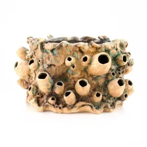 Large Barnacle Sculpture/ Planter - Tan with Oxides